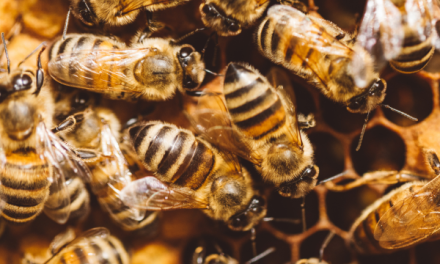 Interdependence: Inquiries, Honorings, and Reckonings