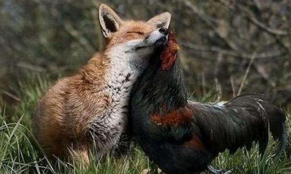 Fox and chicken
