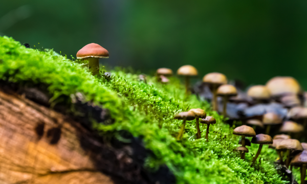 mushrooms growing on a mossy log
