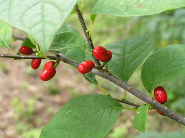Spice bush berries