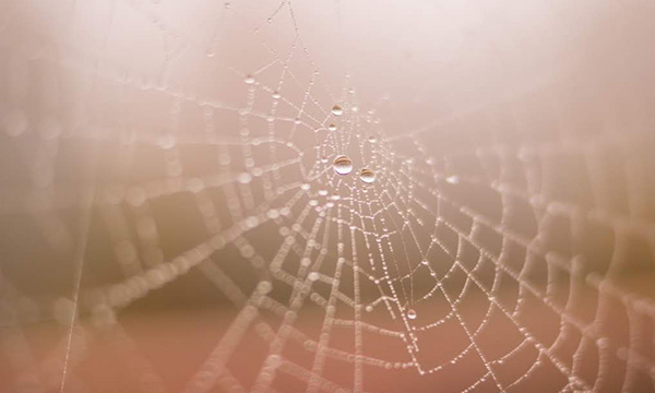 Spider web with dew drops