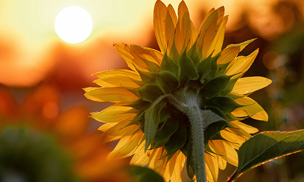 Sunflower facing the sunset by Aaron Burden