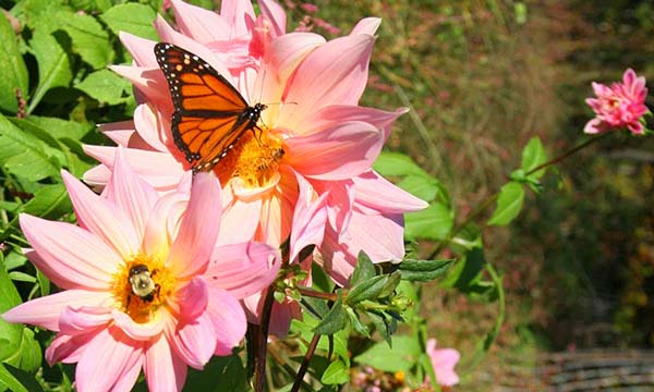 Butterfly and bee on a flower at Earthaven Ecovillage