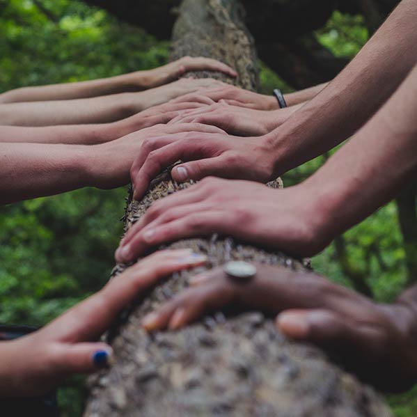 Many hands laying on a log with different skin colors