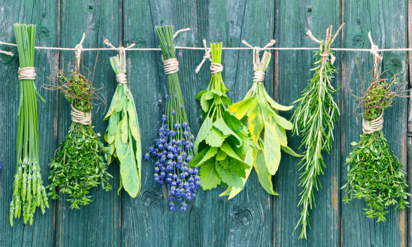 Herbs hanging to dry