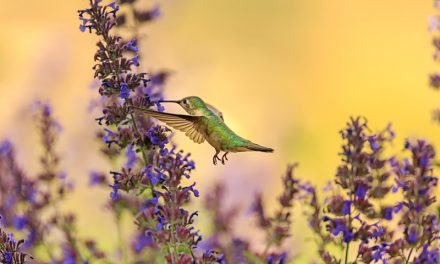 Recipes for Remembering How to Belong