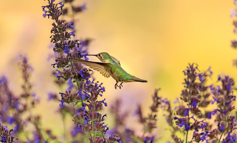 hummingbird with lavender