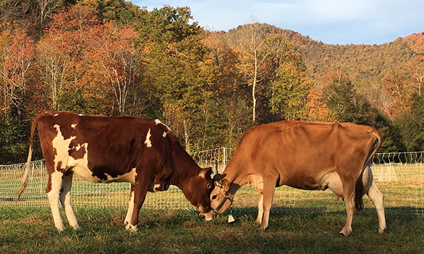 Kissing Jersey cows 