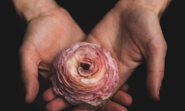 Hands holding a peony flower