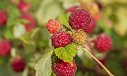 Soil Health, Human Health