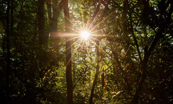 sun-through-forest-©SarahTew Sun shining through the forest