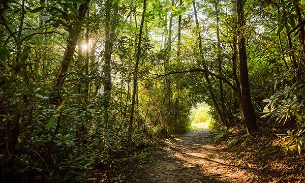 Tree tunnel