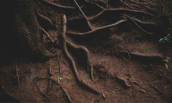Woven tree roots