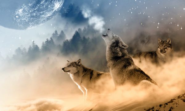 Wolves howling at the moon